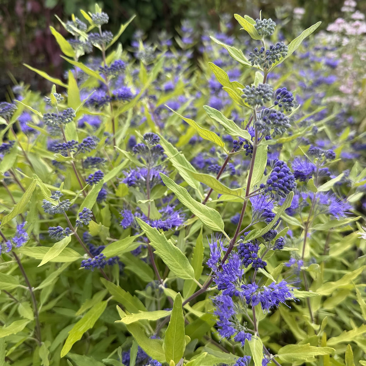 Caryopteris cland. 'Worcester Gold'