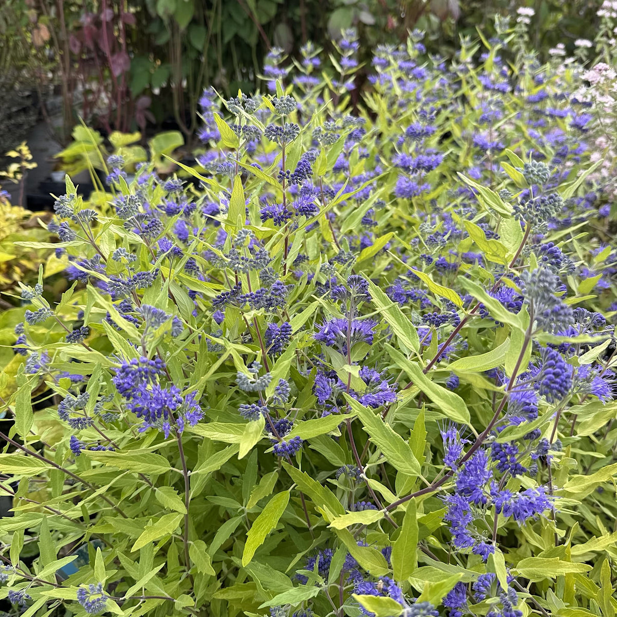 Caryopteris cland. 'Worcester Gold'