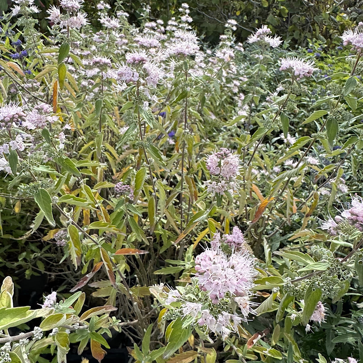 Caryopteris cland. 'Pink Perfection'