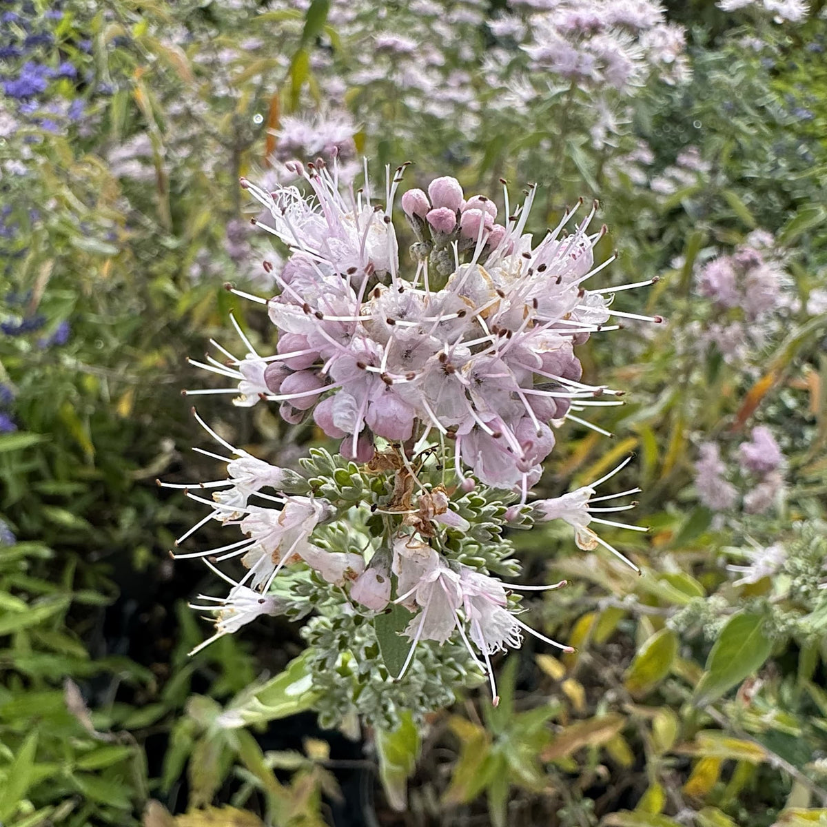 Caryopteris cland. 'Pink Perfection'