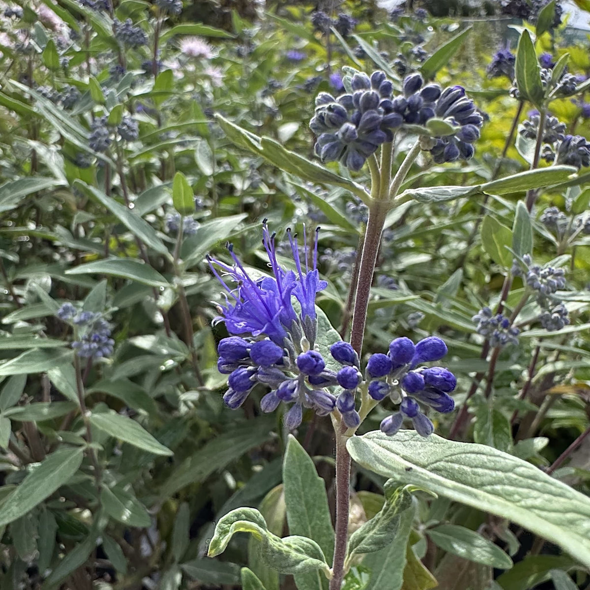 Caryopteris cland. 'Heavenly Blue'