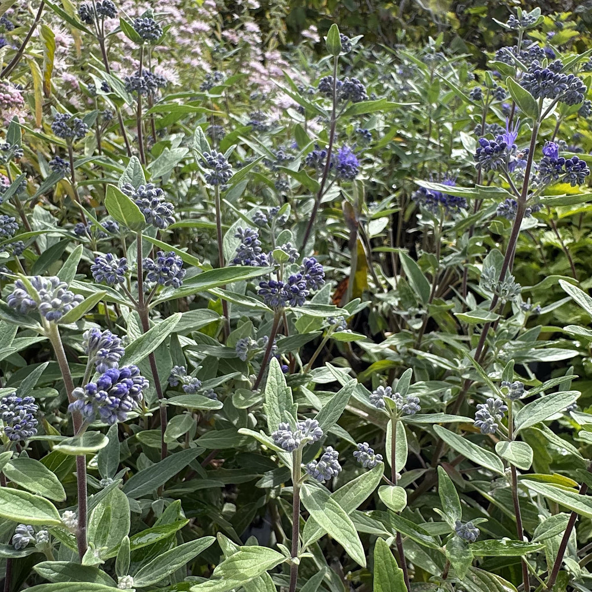 Caryopteris cland. 'Heavenly Blue'