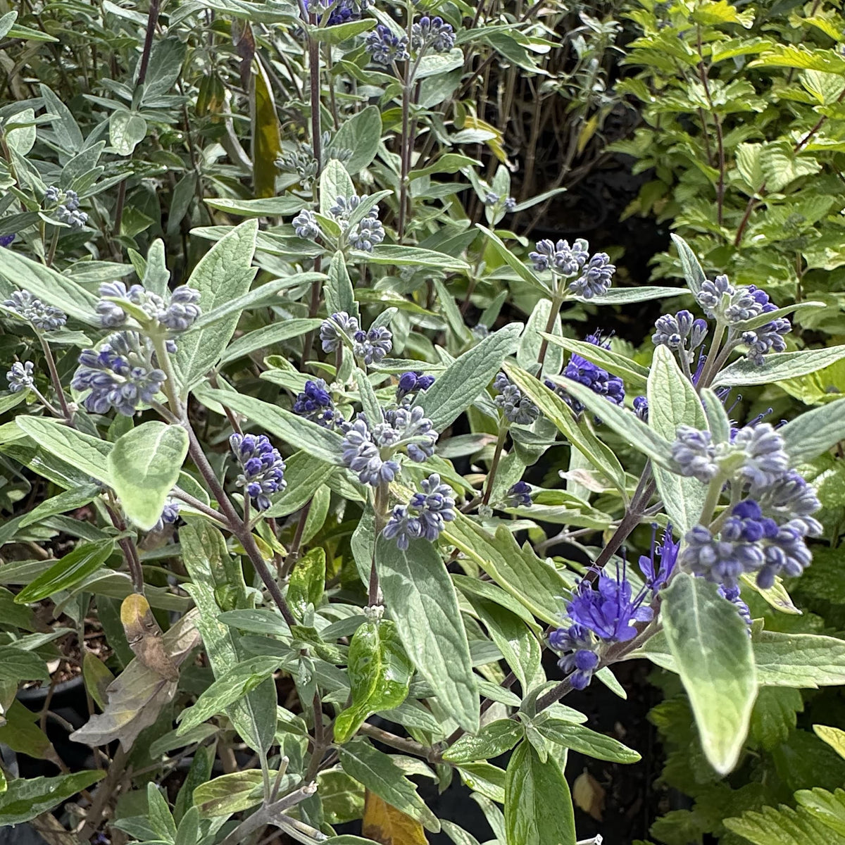 Caryopteris cland. 'Heavenly Blue'