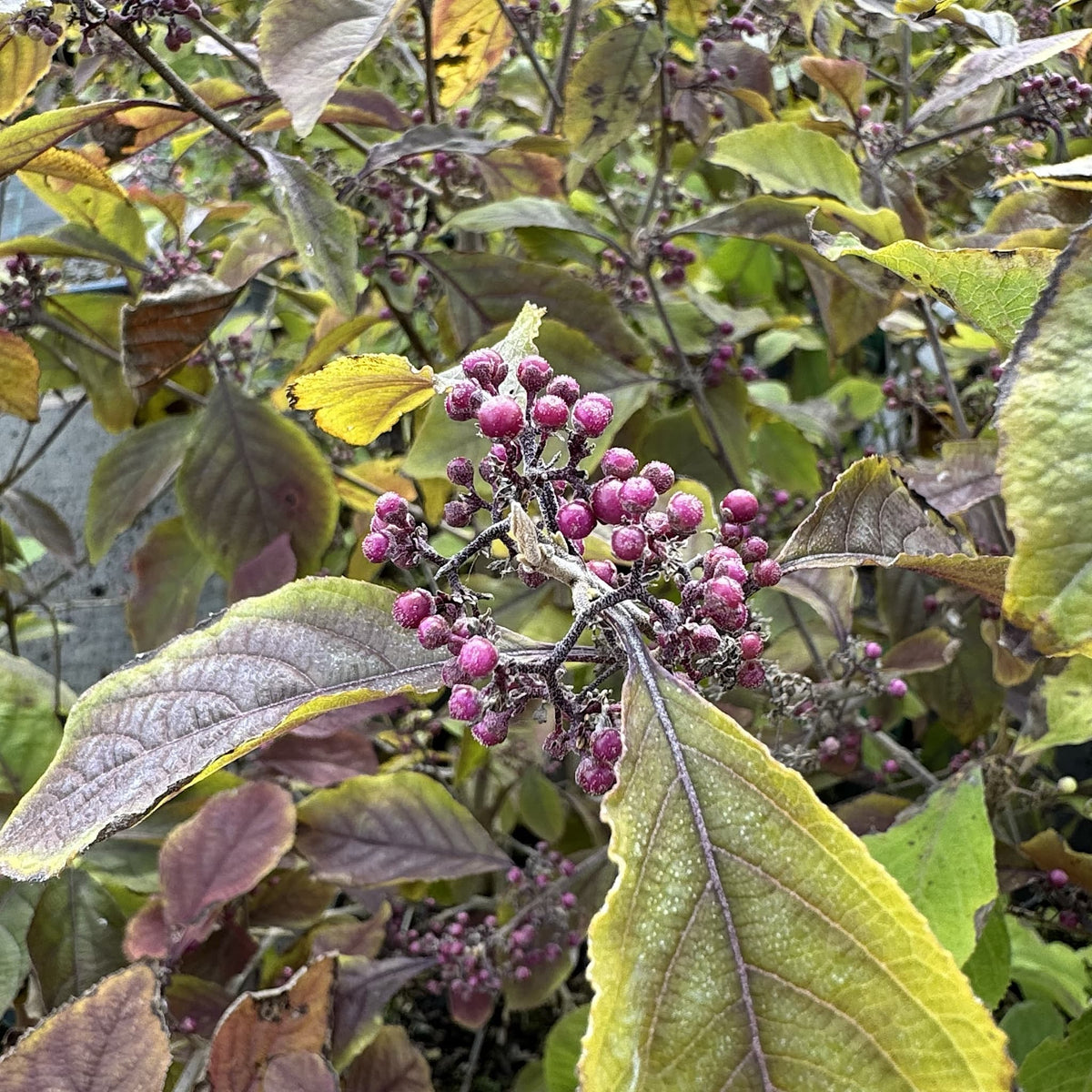 Callicarpa bodinieri 'Profusion'