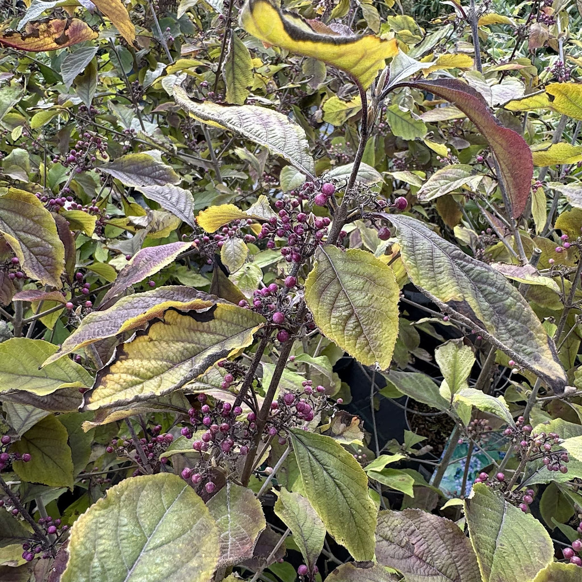 Callicarpa bodinieri 'Profusion'