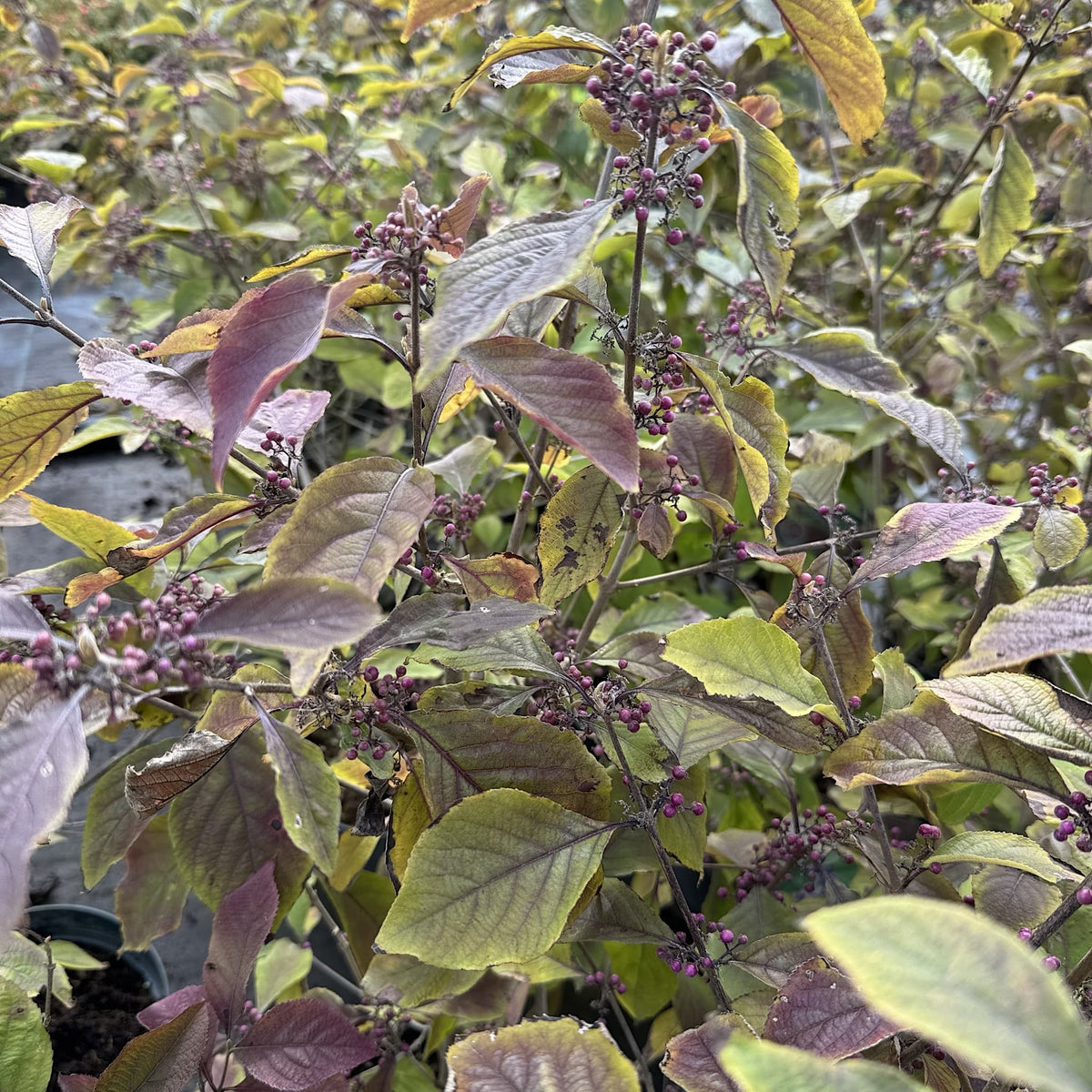 Callicarpa bodinieri 'Profusion'