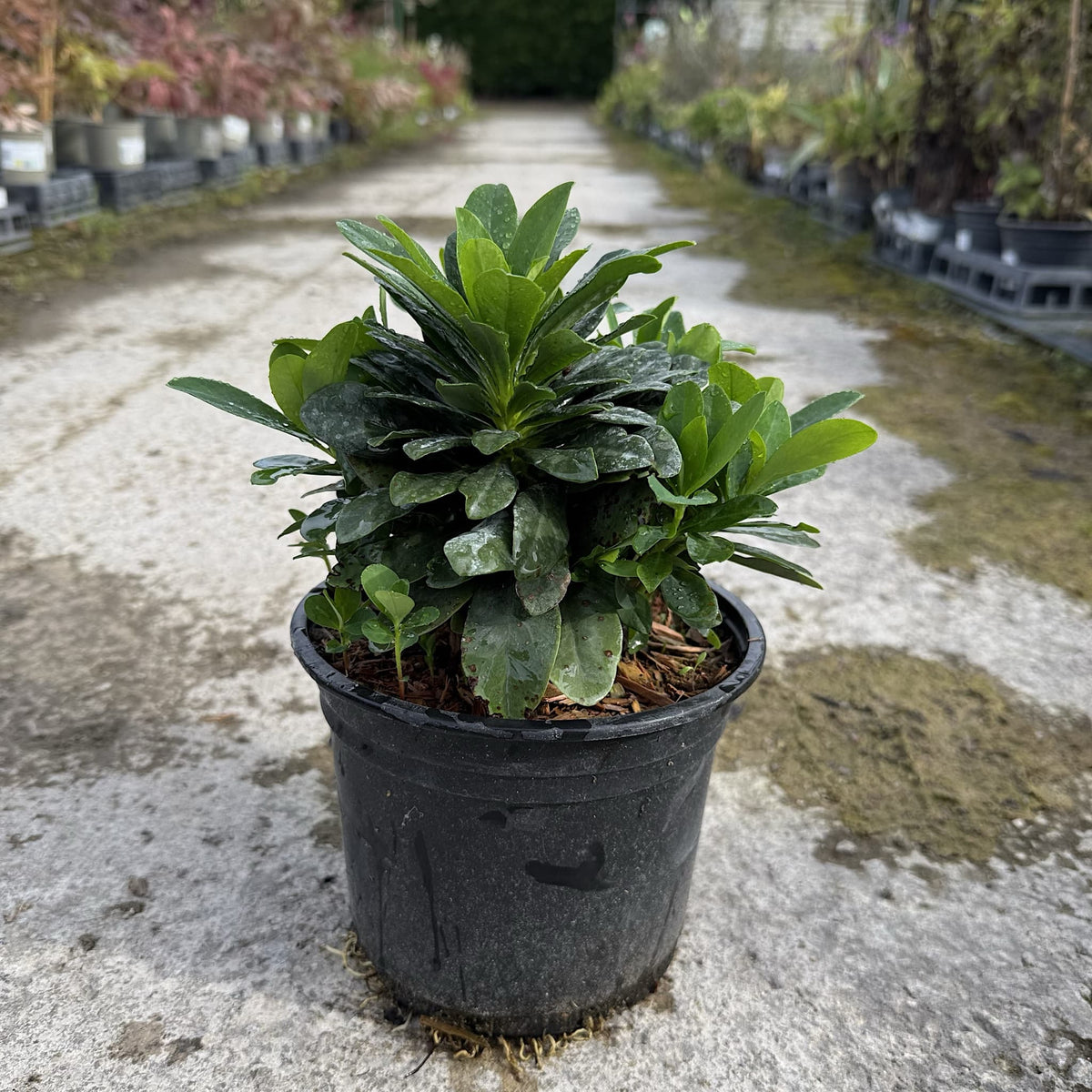 Euphorbia amygdaloides 'Robbiae'