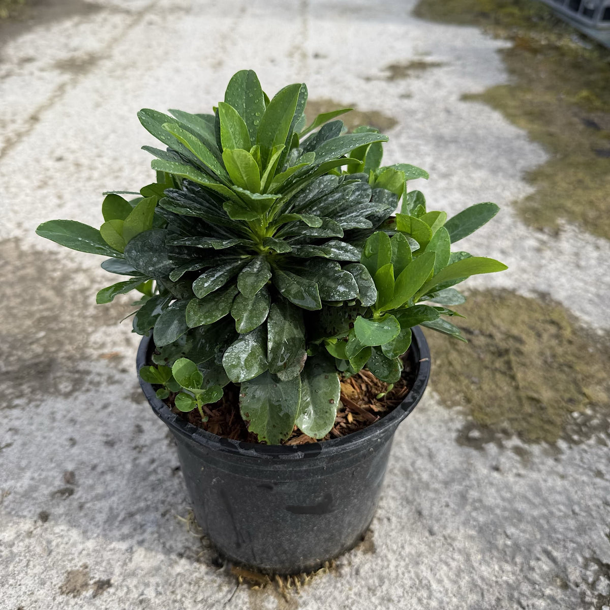Euphorbia amygdaloides 'Robbiae'