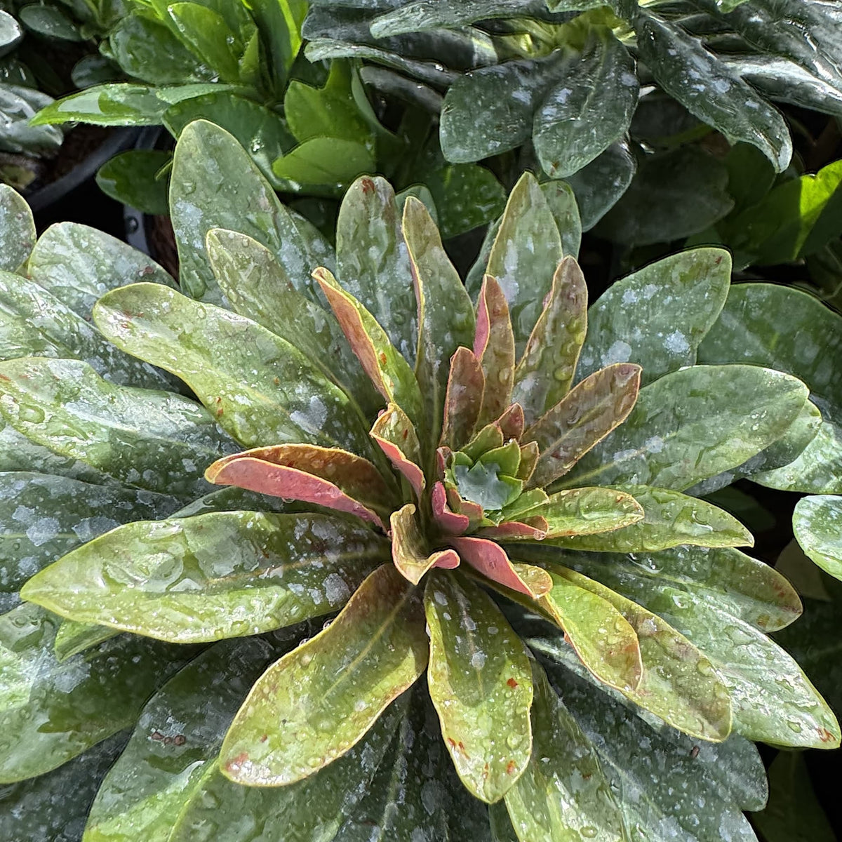 Euphorbia amygdaloides 'Robbiae'