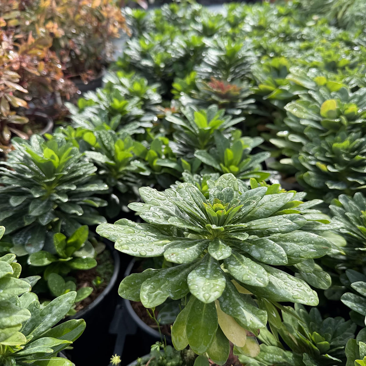 Euphorbia amygdaloides 'Robbiae'