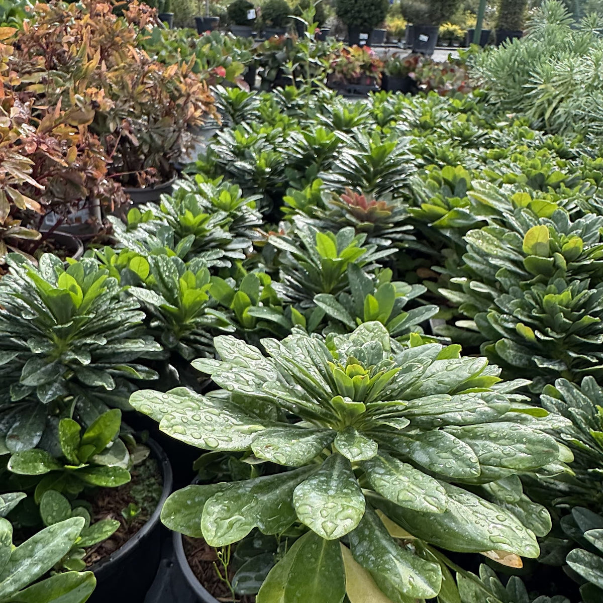 Euphorbia amygdaloides 'Robbiae'
