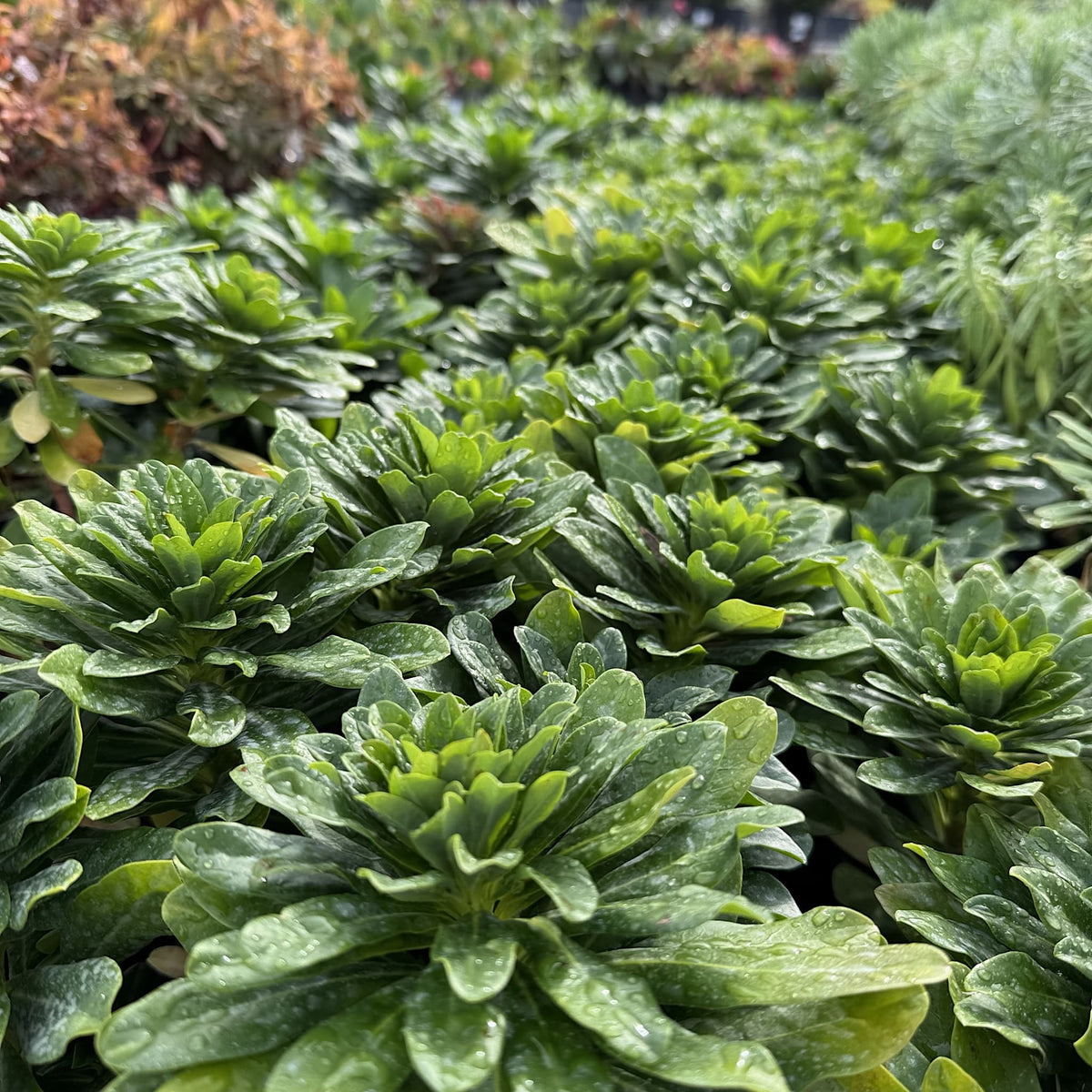 Euphorbia amygdaloides 'Robbiae'