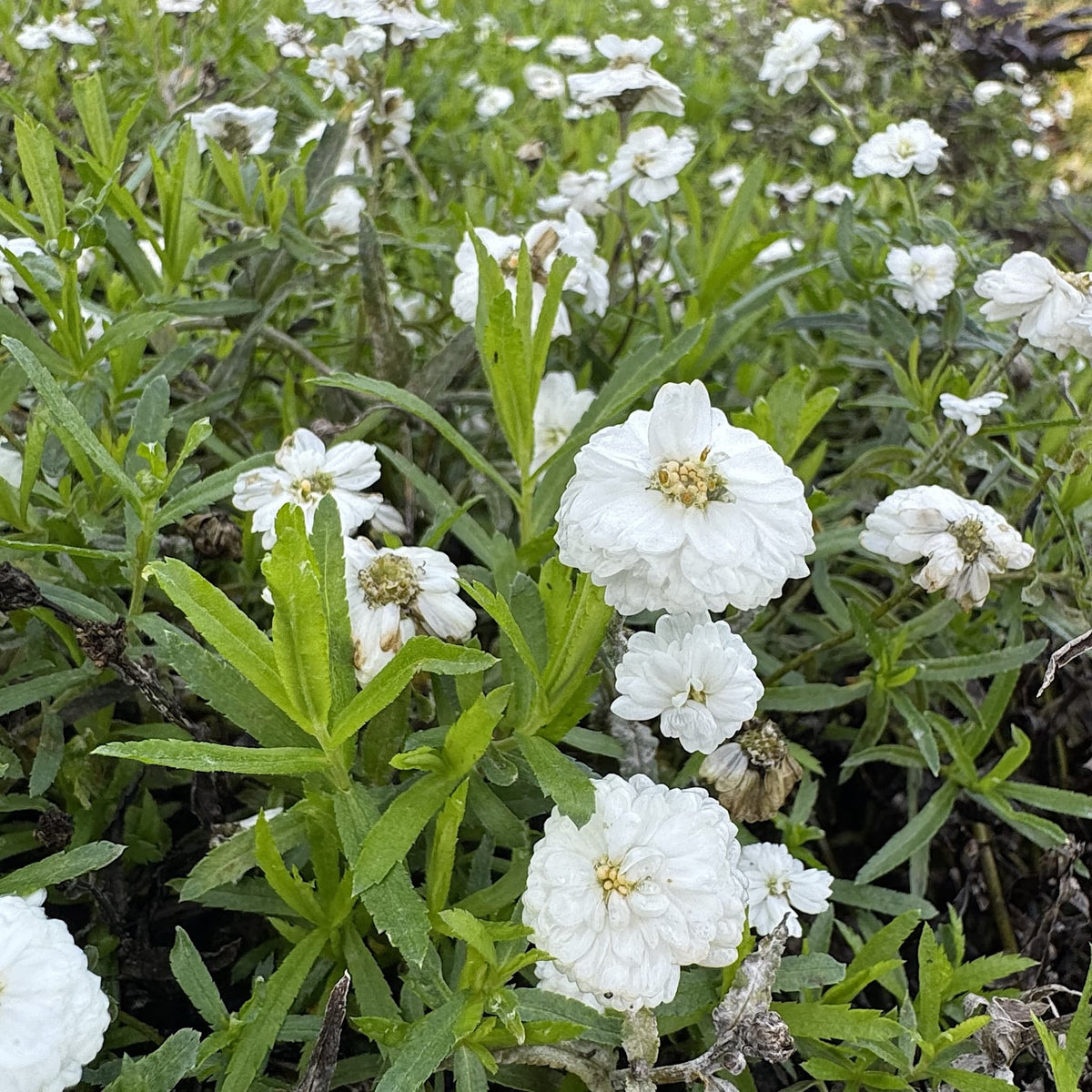 Achillea ptarmica ‘The Pearl’