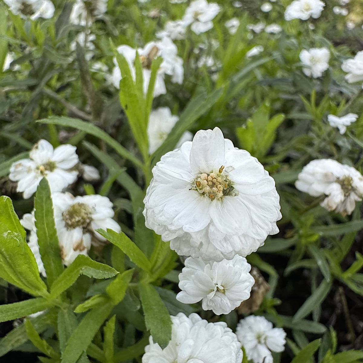 Achillea ptarmica ‘The Pearl’