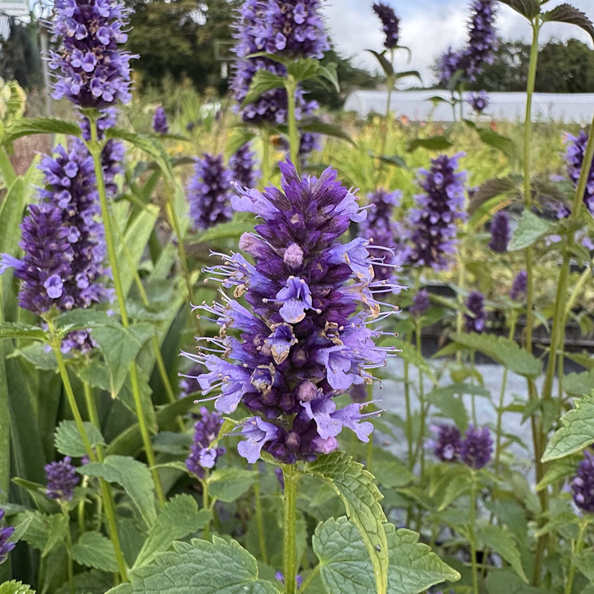 Agastache 'Black Adder'