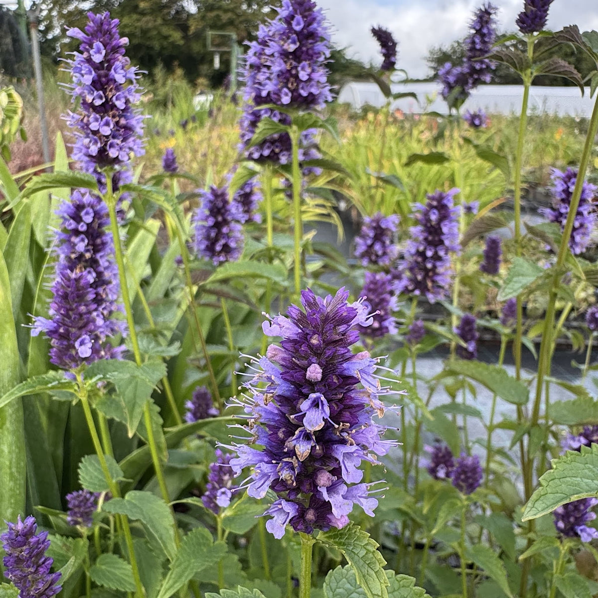 Agastache 'Black Adder'
