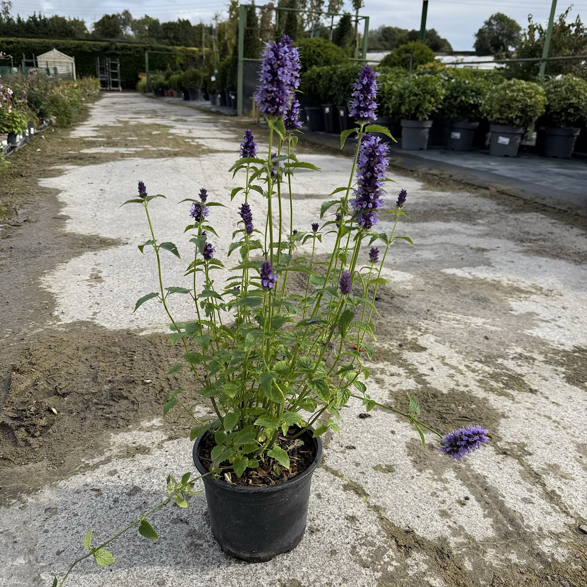 Agastache 'Black Adder'
