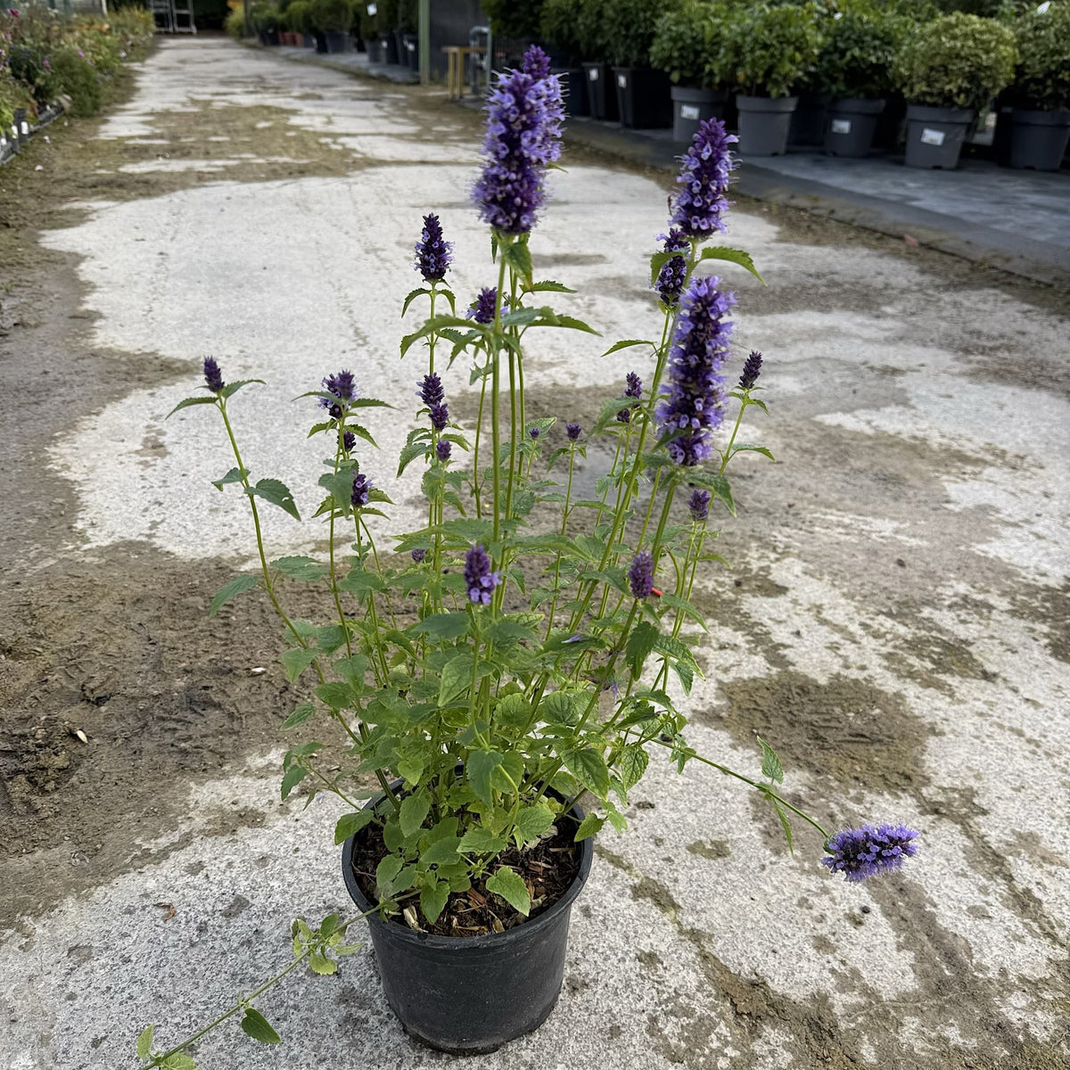 Agastache 'Black Adder'