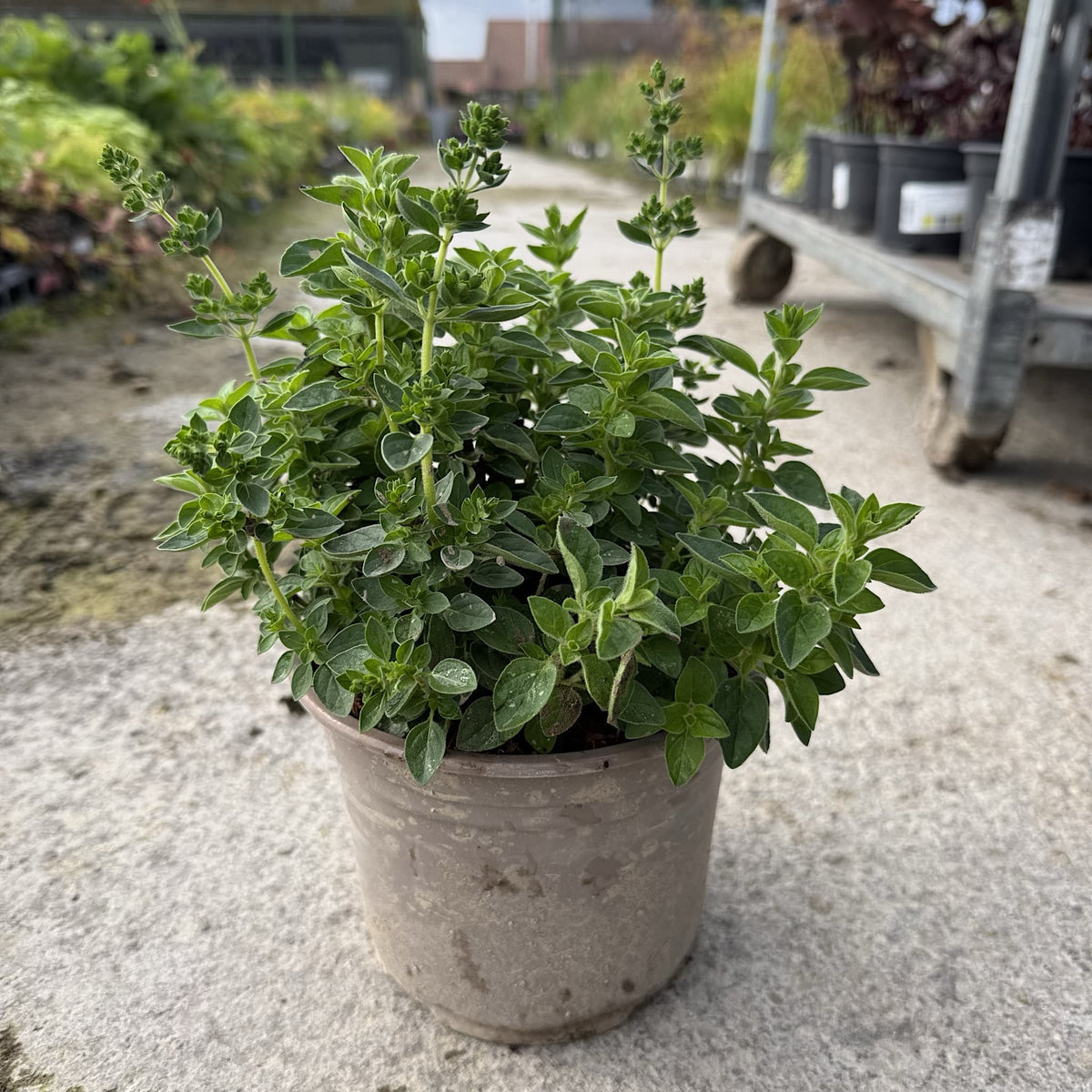 Origanum vulgare