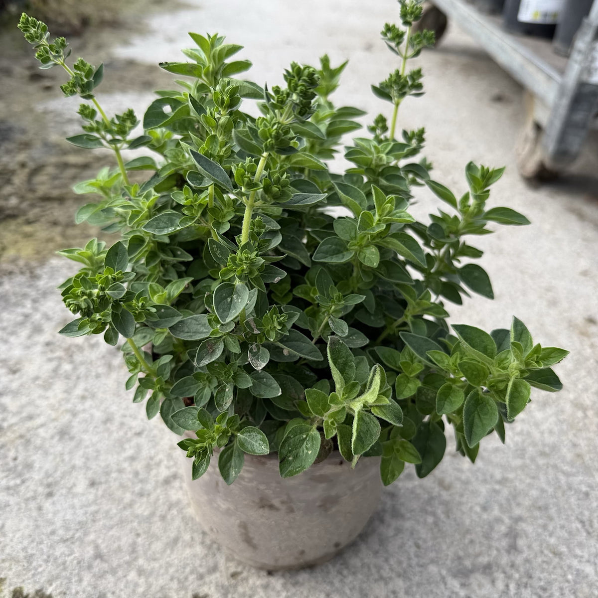 Origanum vulgare