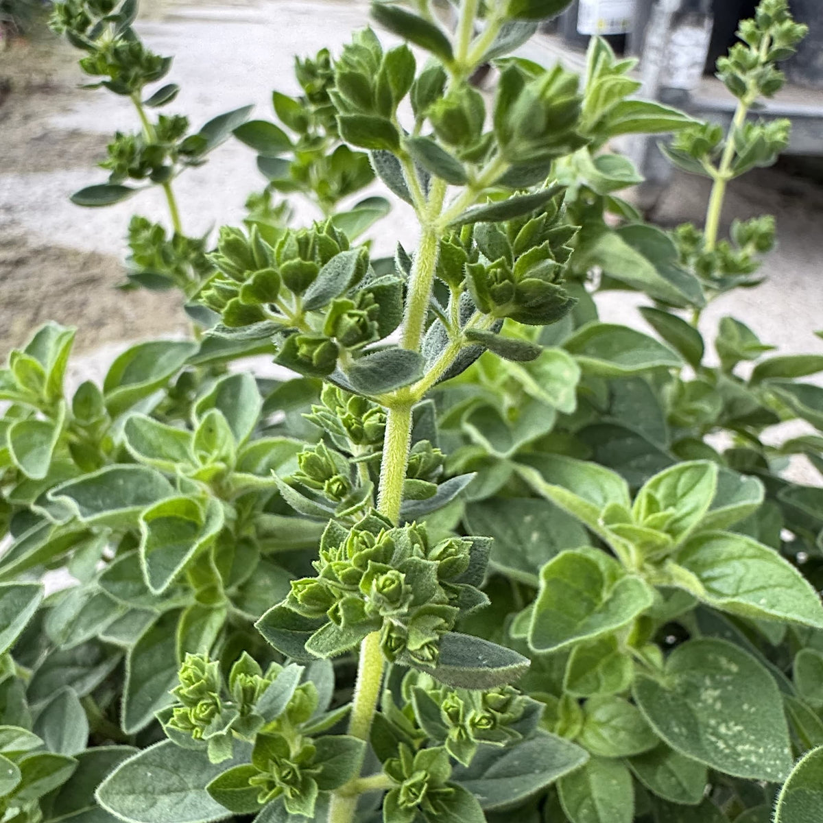 Origanum vulgare