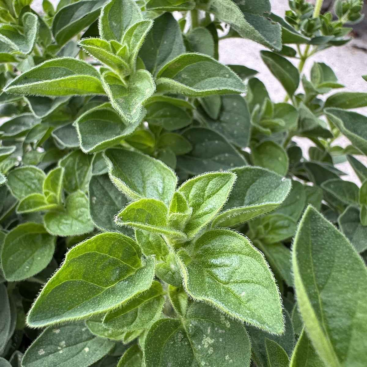 Origanum vulgare