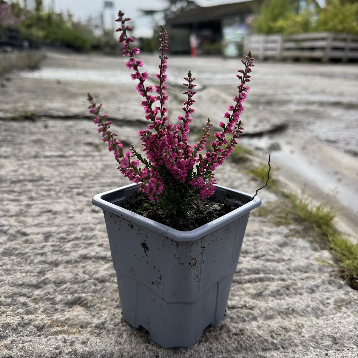 Calluna vulg. 'Darkness'