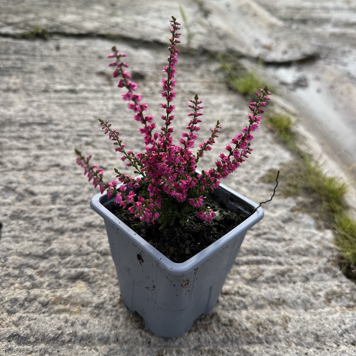 Calluna vulg. 'Darkness'