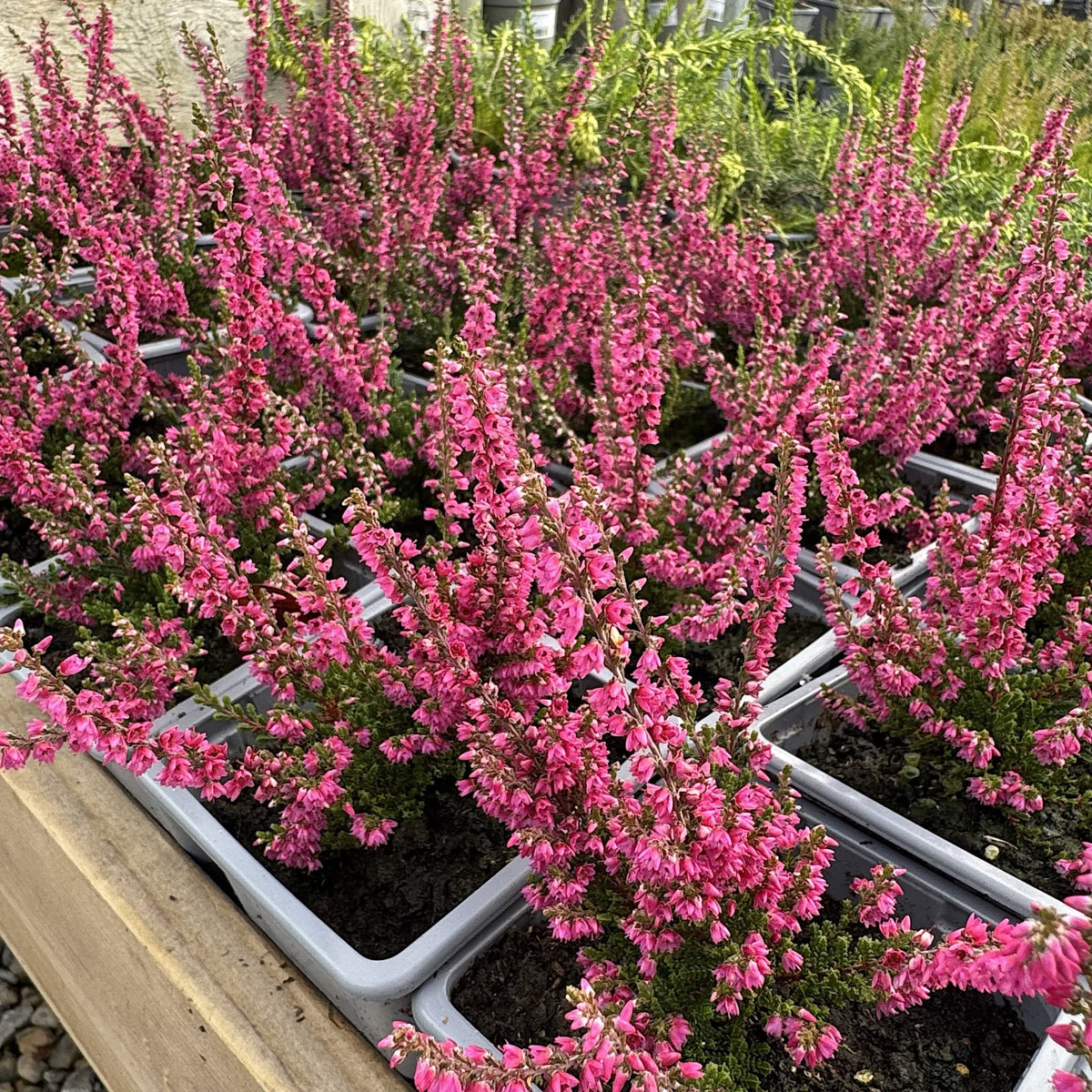 Calluna vulg. 'Darkness'