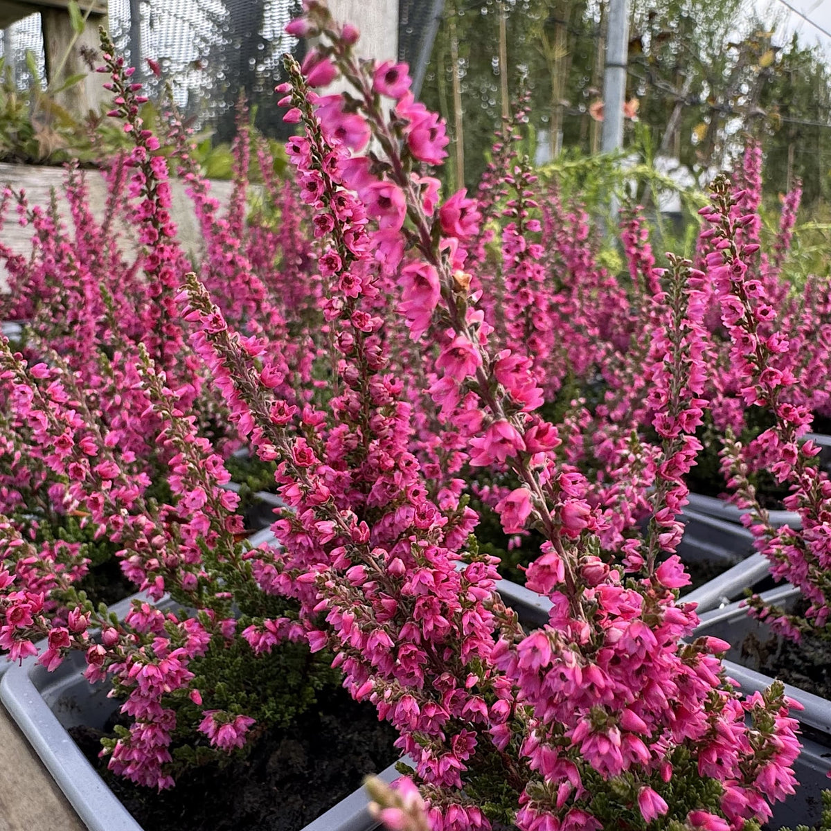 Calluna vulg. 'Darkness'