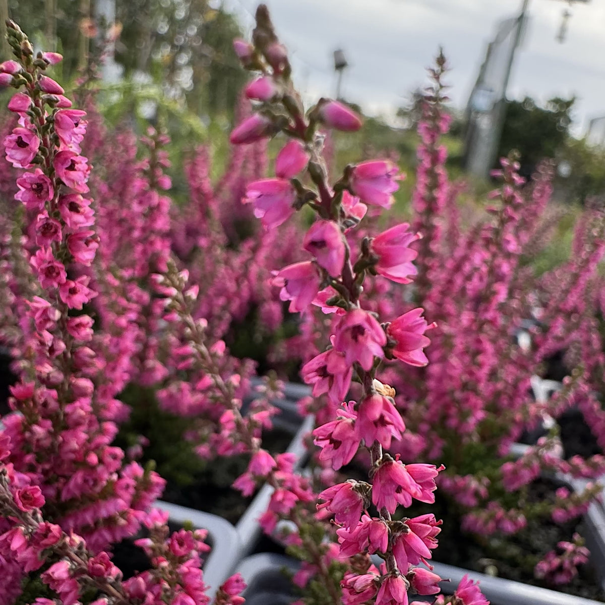 Calluna vulg. 'Darkness'