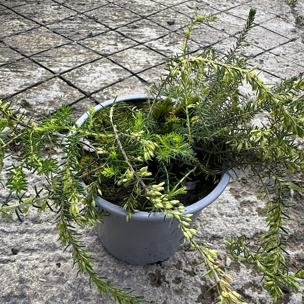 Erica carnea ‘Springwood White’