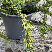 Erica carnea ‘Springwood White’