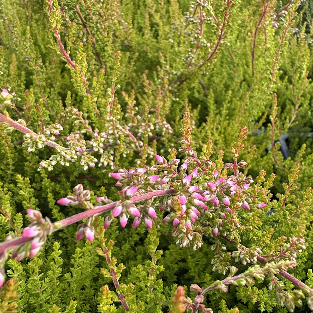 Calluna vulg. 'Firefly'