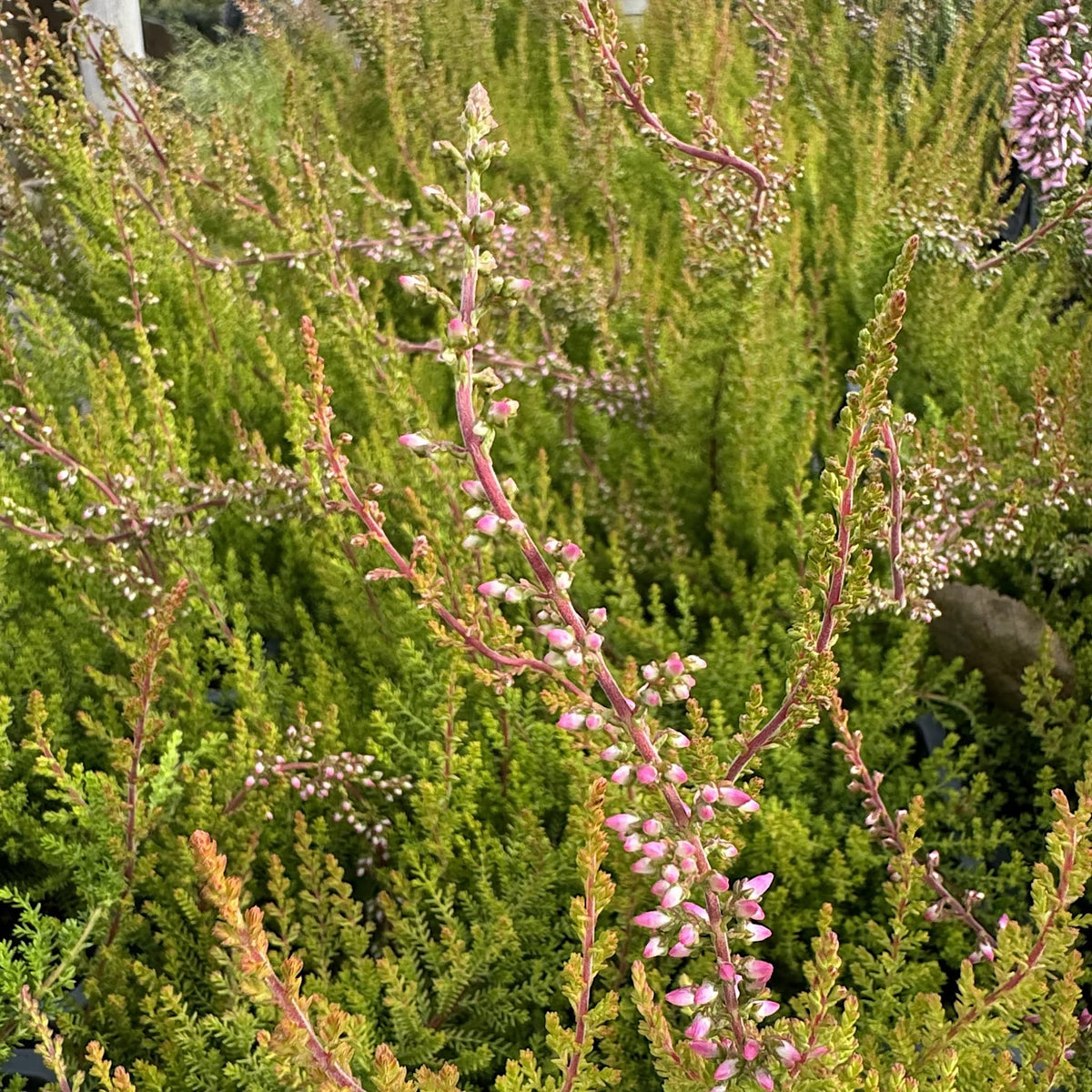 Calluna vulg. 'Firefly'