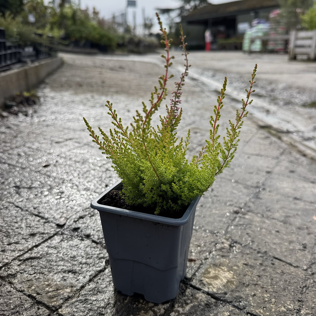 Calluna vulg. 'Firefly'