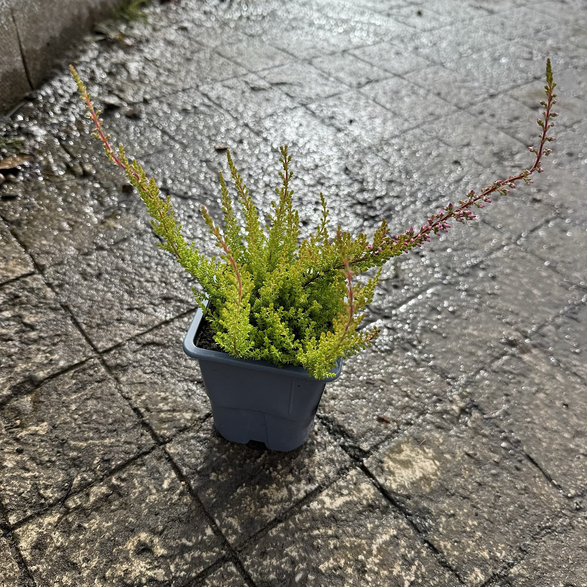 Calluna vulg. 'Firefly'
