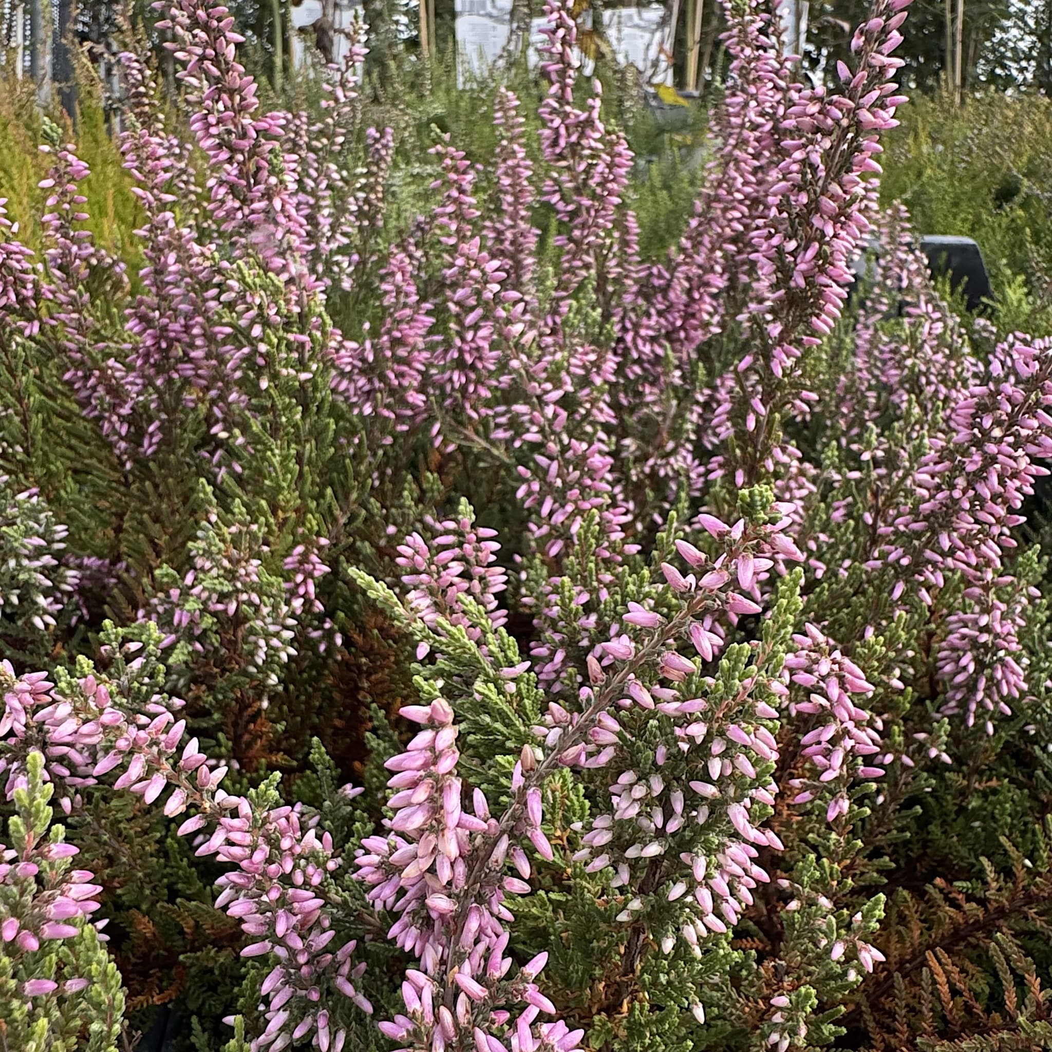 Calluna vulg. 'Silver Knight'