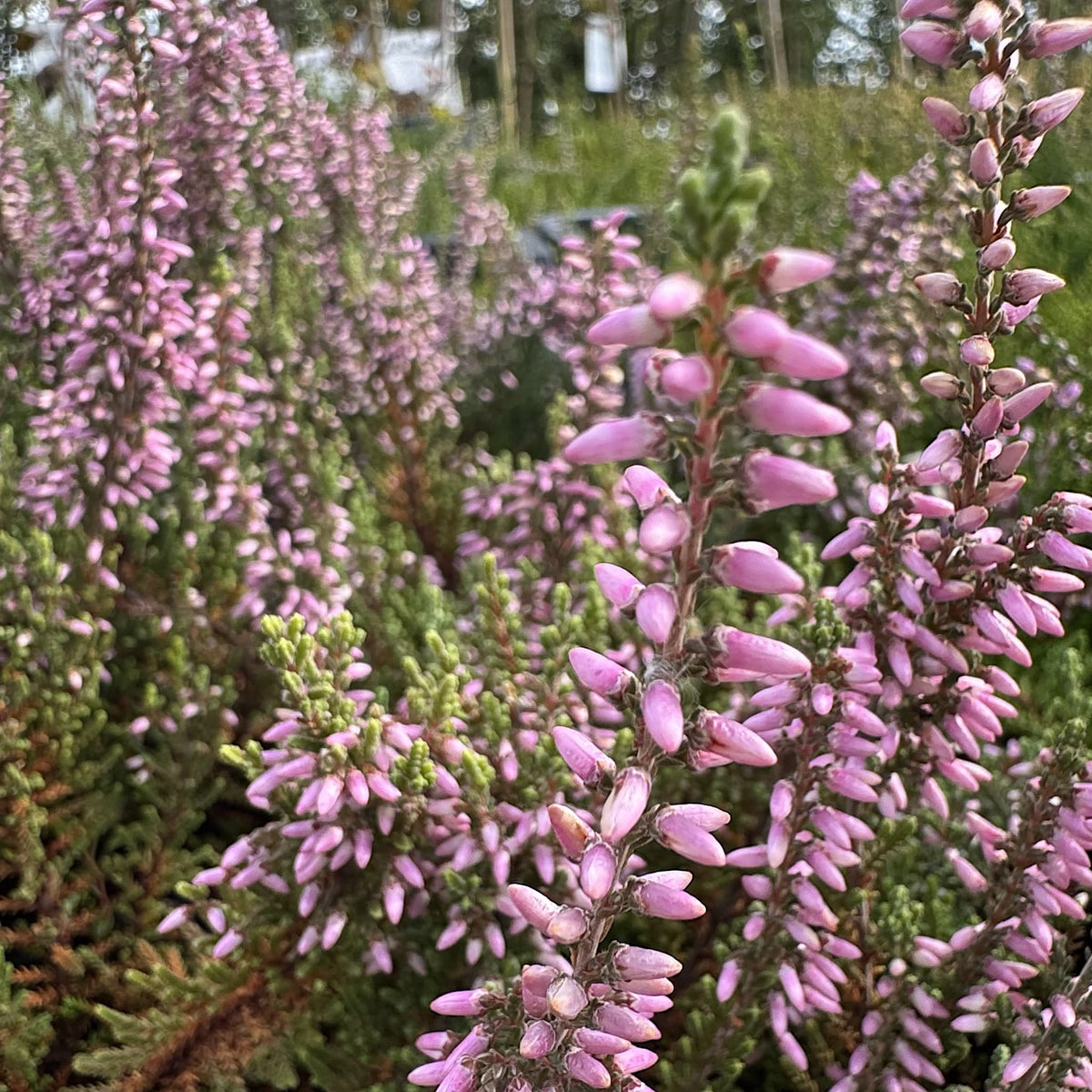 Calluna vulg. 'Silver Knight'