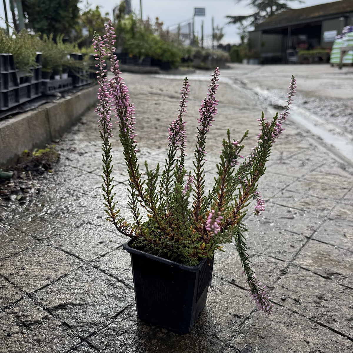 Calluna vulg. 'Silver Knight'