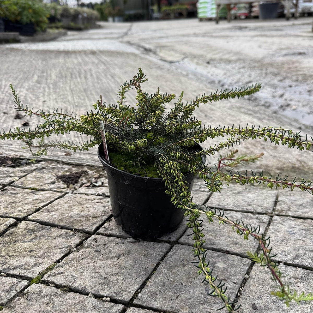 Erica carnea 'Myretoun Ruby'