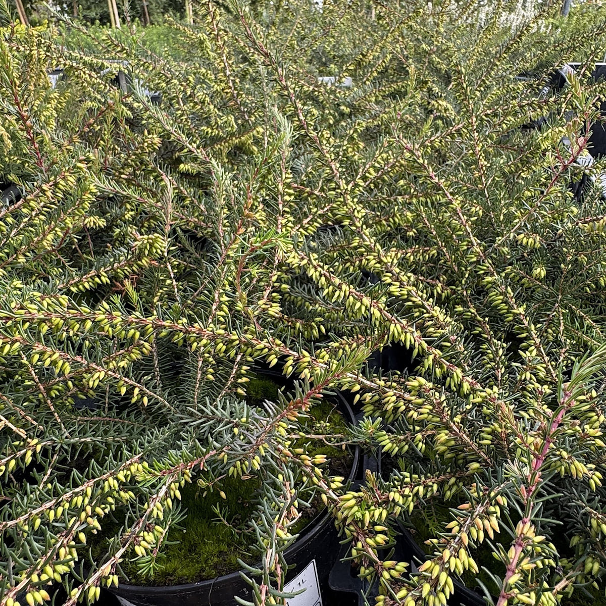 Erica carnea 'Myretoun Ruby'