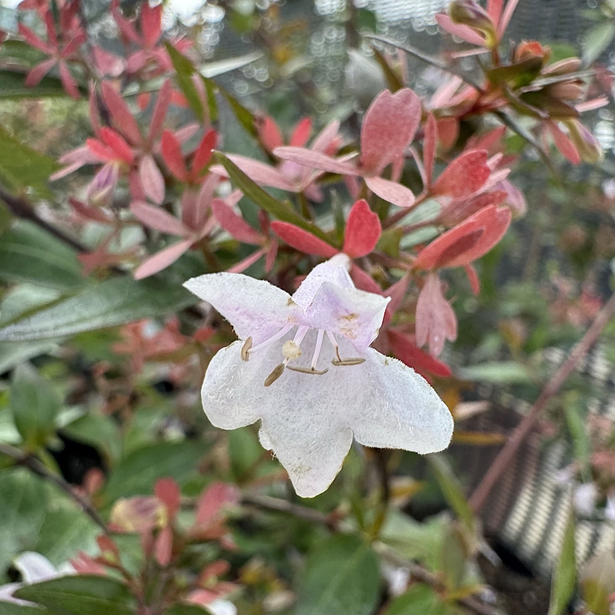 Abelia grandiflora