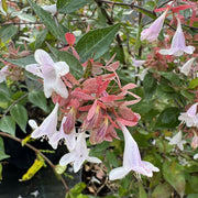 Abelia grandiflora