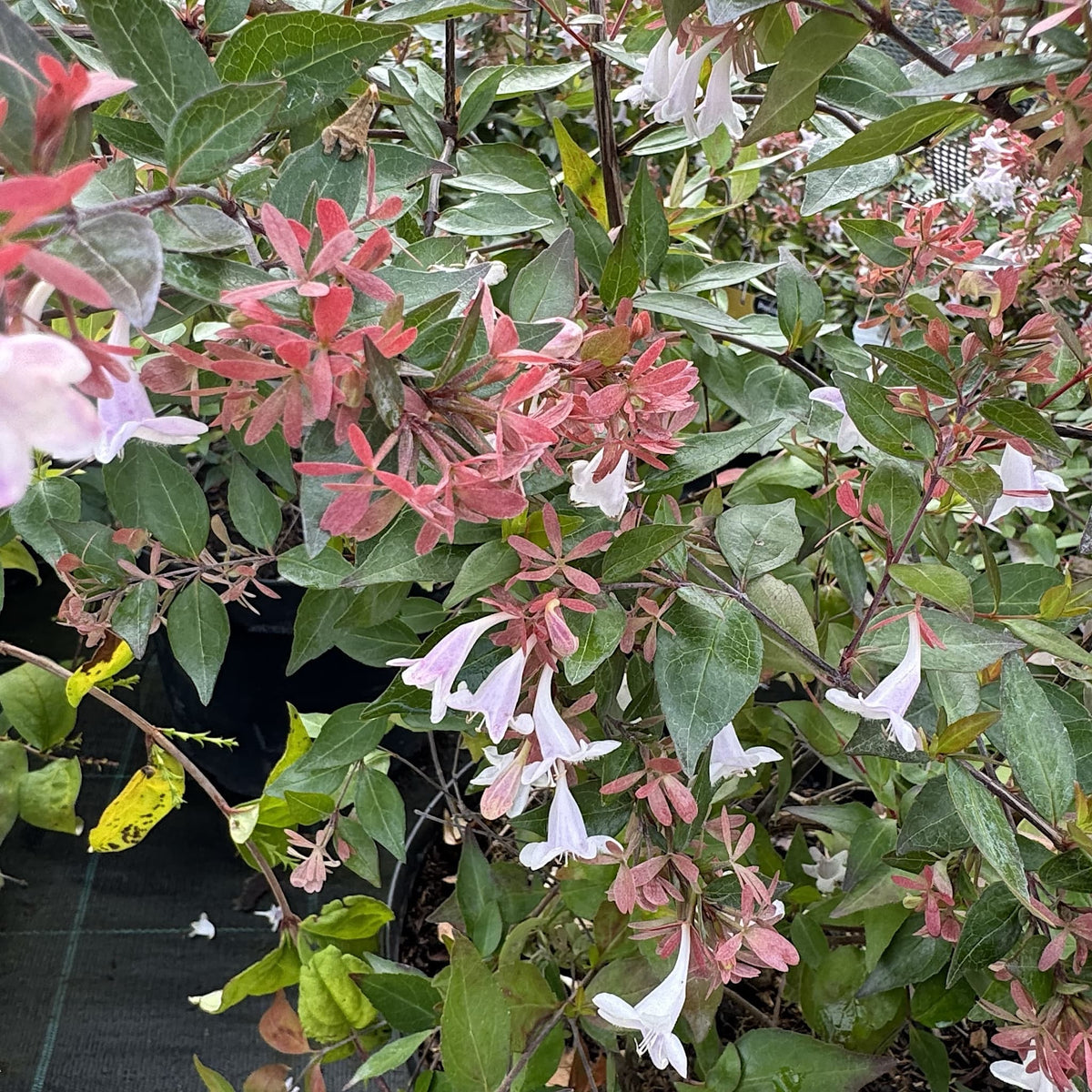 Abelia grandiflora