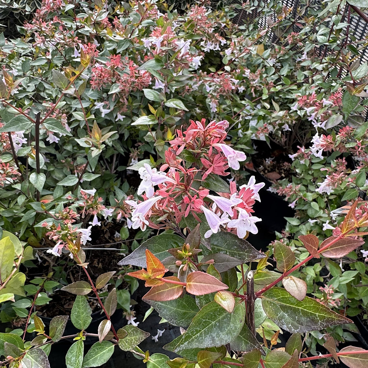 Abelia grandiflora