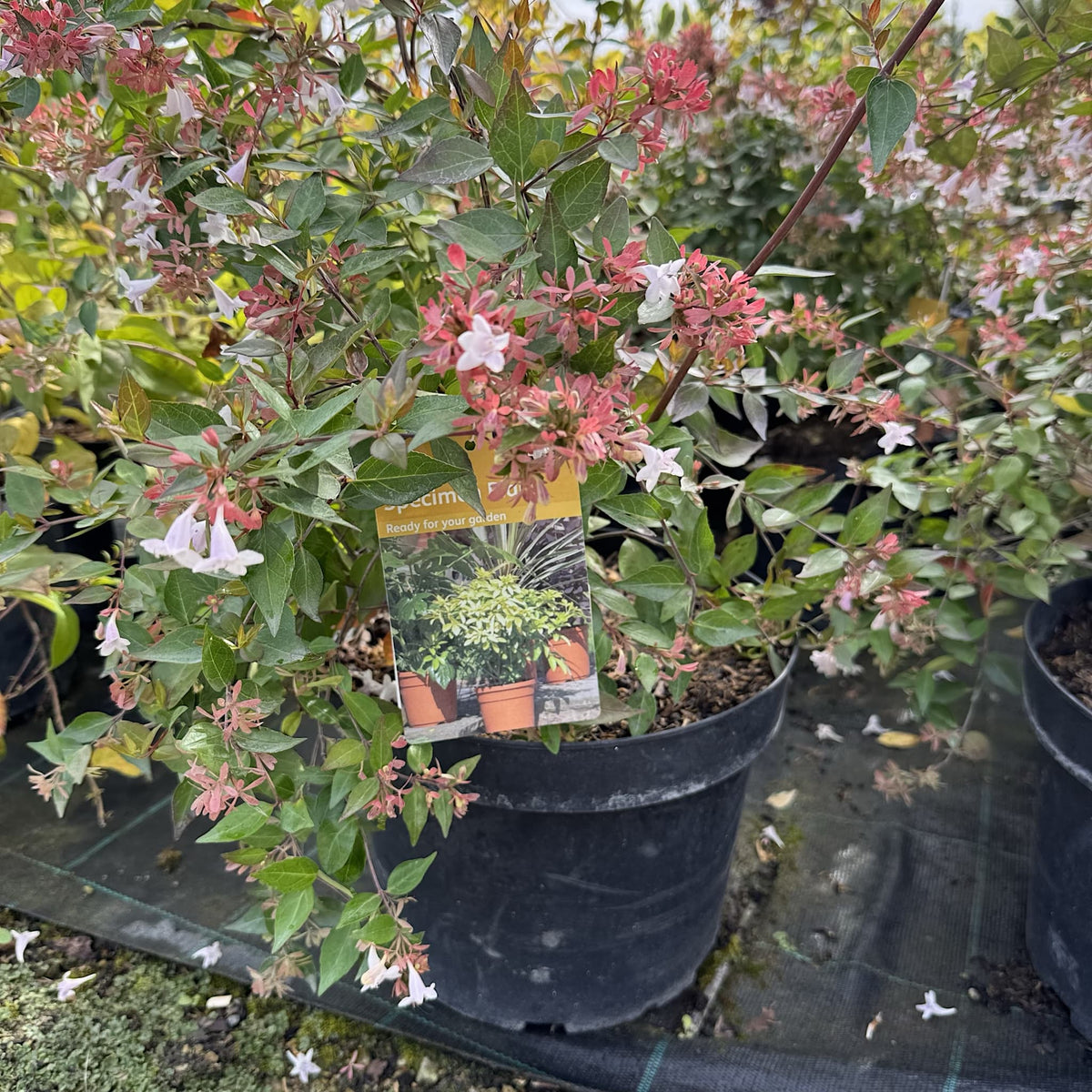 Abelia grandiflora