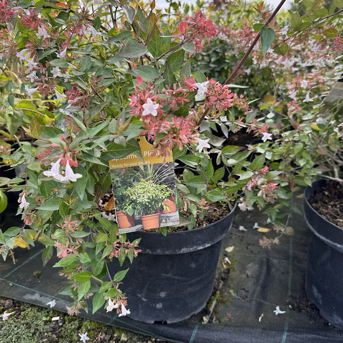 Abelia grandiflora