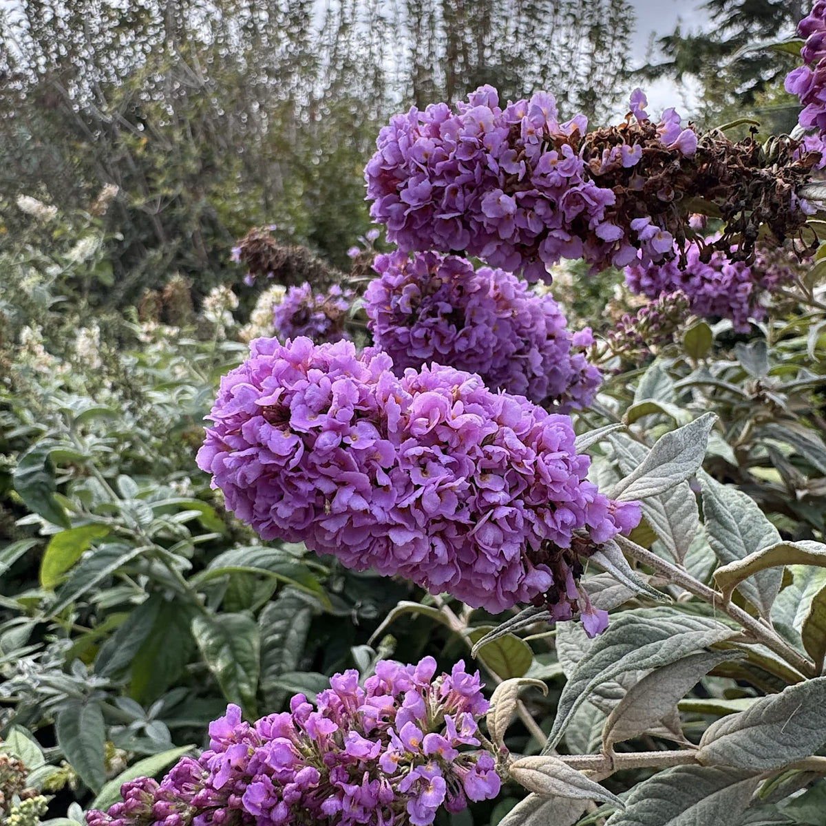 Buddleja 'Blue Chip'