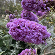 Buddleja 'Blue Chip'